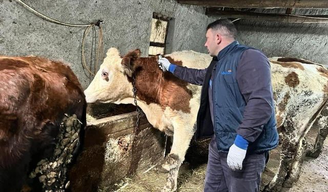 Afyonkarahisar’da hayvan hastalıklarıyla mücadele sürüyor