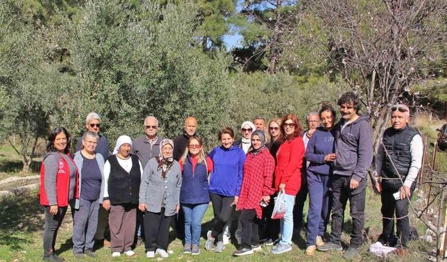 Almanlar ve İngilizler zeytin budamayı öğrendi