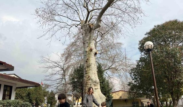 Asırlık çınarın altında 150 yıldır kahve içiliyor