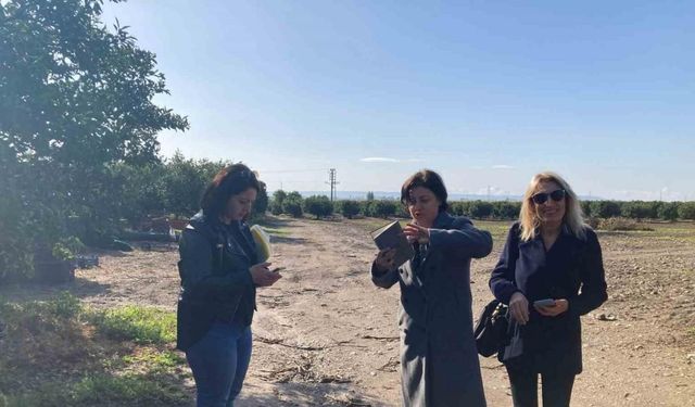 Aydın’da narenciye bahçeleri tuzaklandı