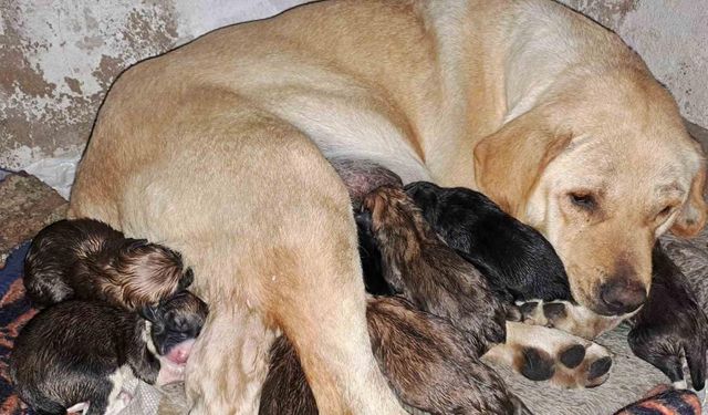 Aydın’da sokak köpeği bir batında 12 yavru doğurdu