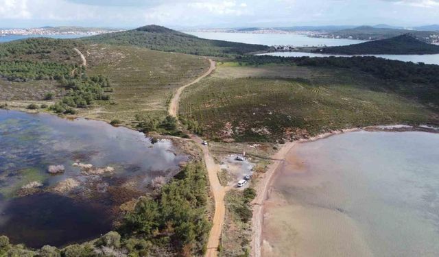 Ayvalık’ta yangınlar ile siyaha dönen ormanlar tekrar yeşiline kavuşuyor