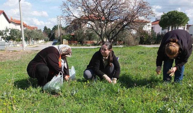 Balıkesir’de ot festivali düzenlenmesi istediler