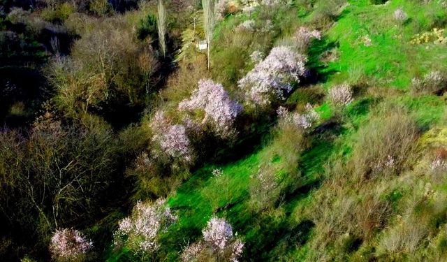 Bilecik’te badem ağaçları çiçek açtı