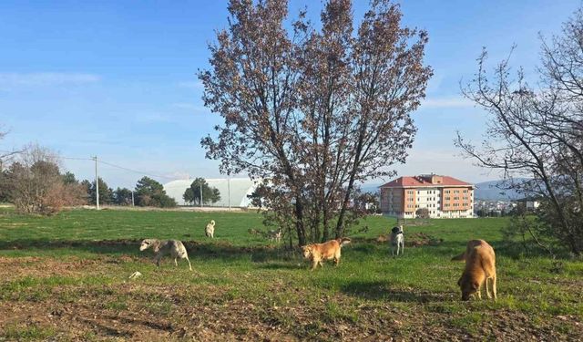 Bilecik’te vatandaşlar sürü halindeki köpeklerden tedirgin