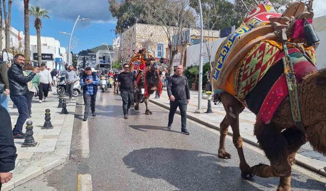 Bodrum’da hafta sonu arenada güreşecek develer meydana indi