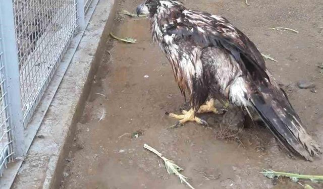 Sakarya’da özenle bakılacak