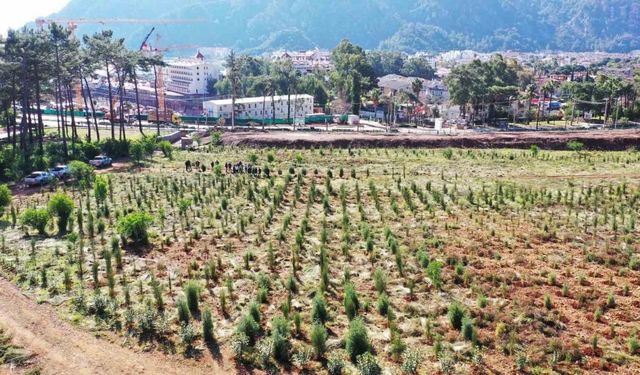 Büyük orman yangınlarının ardından Marmaris küllerinden doğuyor