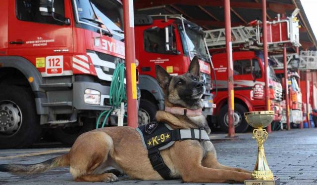 Büyükşehir’in arama kurtarma köpeği ödül aldı