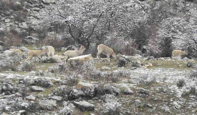 Dağ keçilerinin tuzu muhtardan