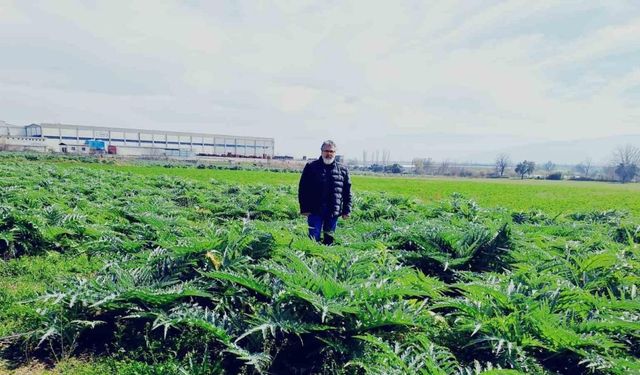 Enginarın sırrını çözmek için araştırma tarlası oluşturdu