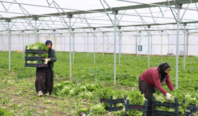 Erzincan’da seralarda marul hasadı sürüyor