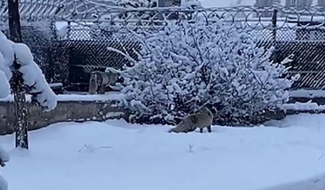 Erzurum’da aç kalan tilkiler kent merkezine indi