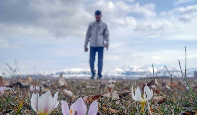 Erzurum’da baharın müjdecisi çiğdemler açtı