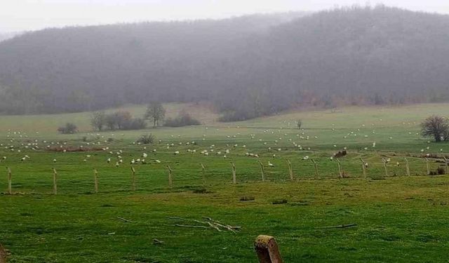 Göç eden leylekler Bilecik’te mola verdi