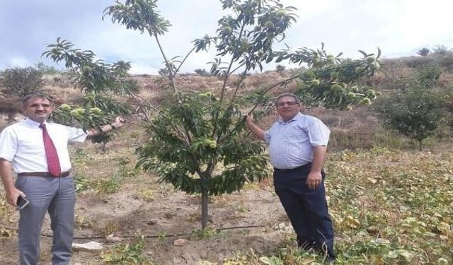 Hastalığa dayanıklı kestane fidanı talepleri alınmaya başladı