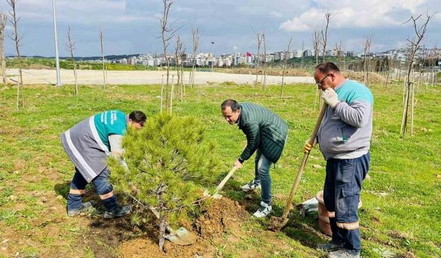 Karşıyaka’dan getirilen 12 yaşındaki fıstık çamı Aliağa’da yaşayacak