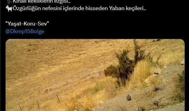 Kınalı keklikler ve yaban keçileri fotokapana takıldı