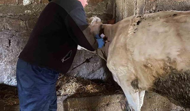 Kırklareli’nde bruselloz hastalığına karşı aşılama