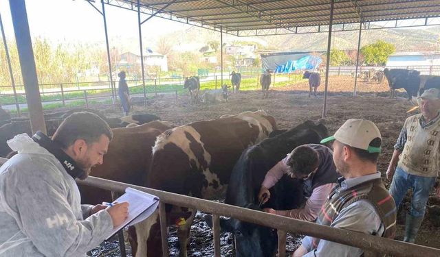 Koçarlı’da hayvan çiftlikleri kontrol altında