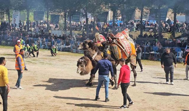 Köşk’te Deve Güreşi Festivali düzenlendi