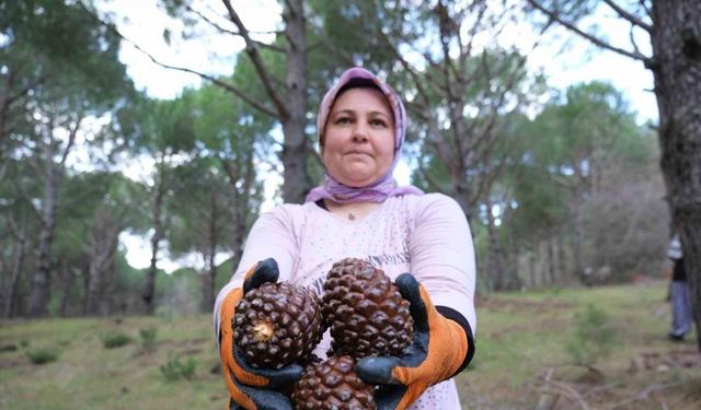 Kozalak verimi yüzde 20’den yüzde 60’a çıktı