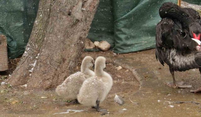 Kuğulu Park’ın yeni yavruları görüntülendi