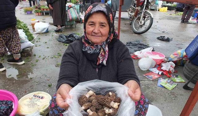 Kuzu göbeği mantarı altın ile yarışıyor