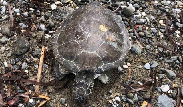 Marmaris sahilinde ölü yavru caretta bulundu