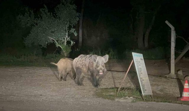 Marmaris’te domuzlar şehre indi