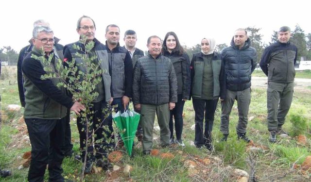 Mersin’de yanan 12 bin 946 hektar ormanlık alana 4 milyon fidan dikildi