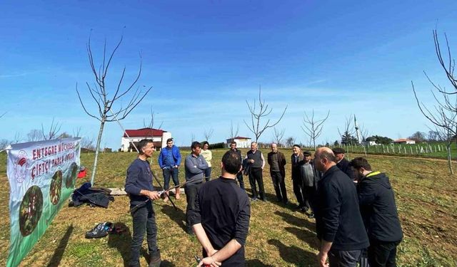 Meyvecilikte budamanın önemi ve budama sonrası dikkat edilecek hususlar