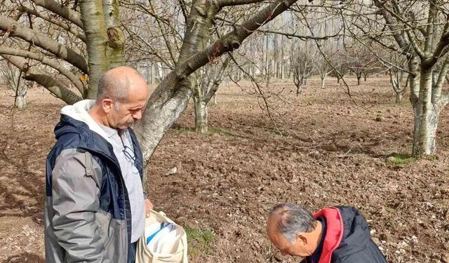 Mihalıççık’ın ünlü kiraz ağaçları koruma altında