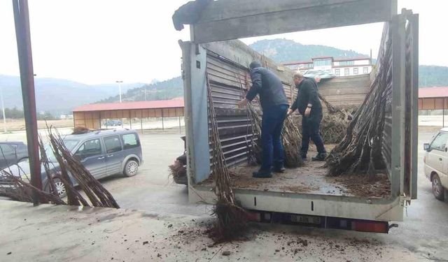 Osmaneli de çiftçilere ceviz fidanı dağıtımı yapıldı