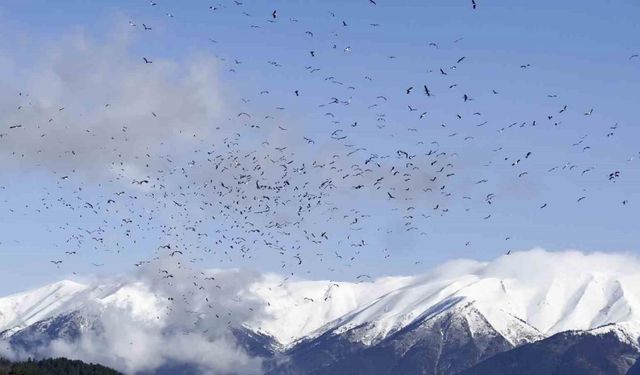 (Özel) Uludağ’ın eteklerinde leyleklerin dansı böyle görüntülendi