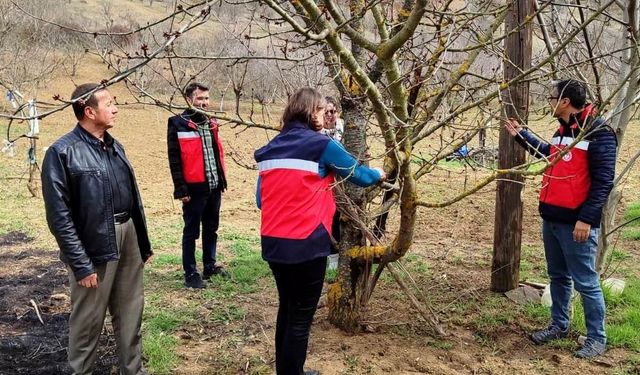 Şaphane’de meyve ağaçlarında liken oluşumları gözlemlendi