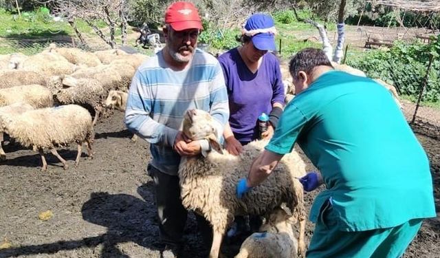 Söke’de küçükbaş hayvanlar aşılandı