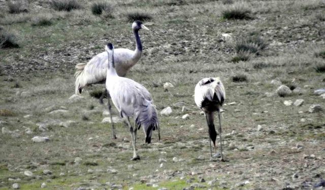 Türkülere konu olan telli turnalar Erzincan’da görüntülendi