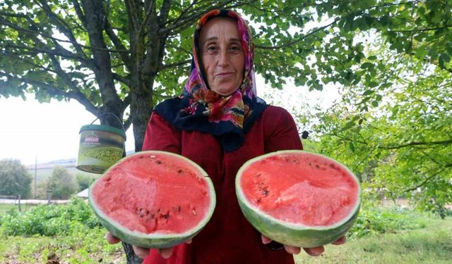 Üreticilere karpuz tohumu desteği