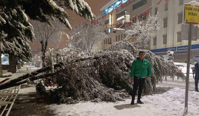 Van’da aşırı kar yağışına dayanamayan ağaç yola devrildi