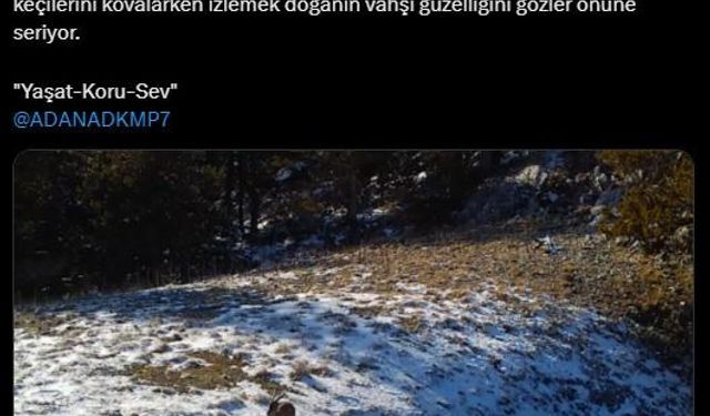 Yaban keçilerini kovalayan vaşak fotokapana takıldı