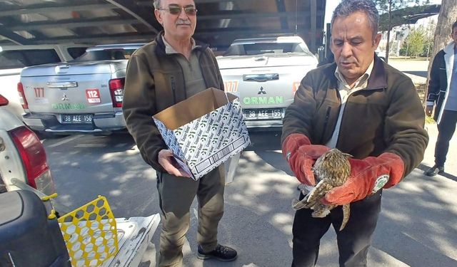 Yaralı kulaklı orman baykuşu tedavi altına alındı