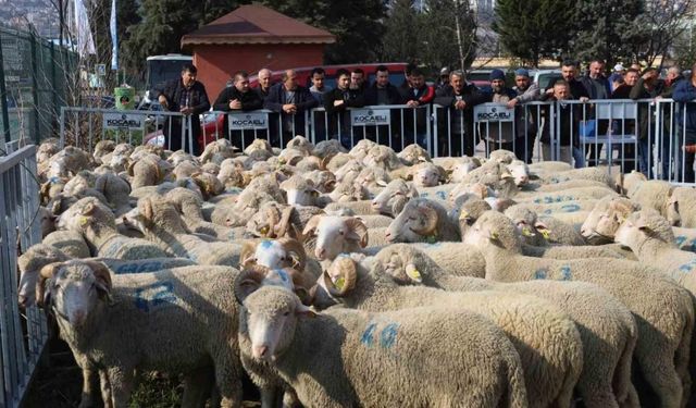 Yüzde 50 hibeli destekle çiftçiye koç ve teke veriliyor