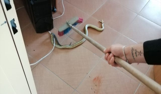 Bilecik'te Aile Sağlığı Merkezine giren yılan yakalandı