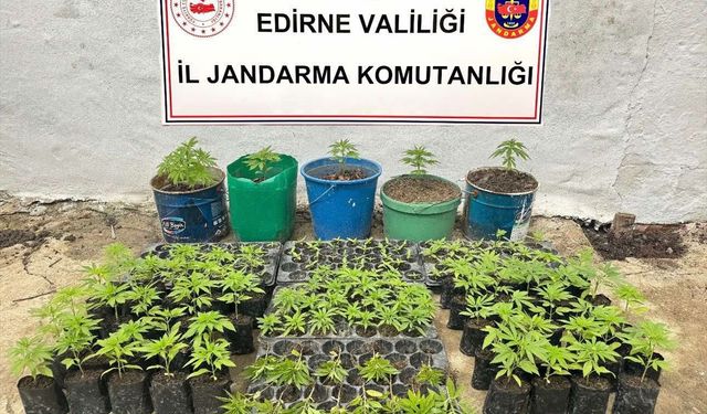 Edirne'de evinde Hint keneviri yetiştiren şüpheli gözaltına alındı