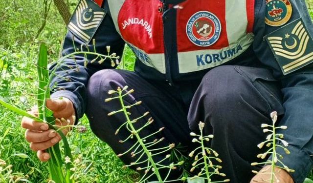 Edirne'de nesli tükenme tehlikesindeki "Edirne Sümbülü"nü koruma çalışmaları sürüyor