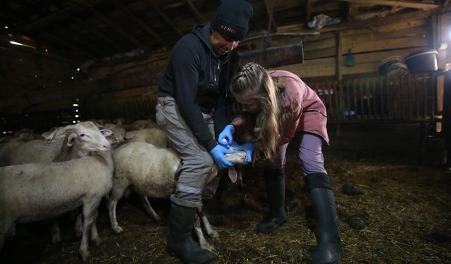 Veteriner hekimler her koşulda hayvanların tedavisine koşuyor