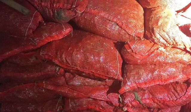 Yalova'da 1 ton 150 kilogram kaçak midye ele geçirildi