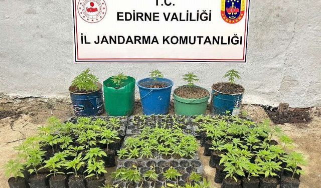 Keşan'da kaçak kenevir tarlası ele geçirildi