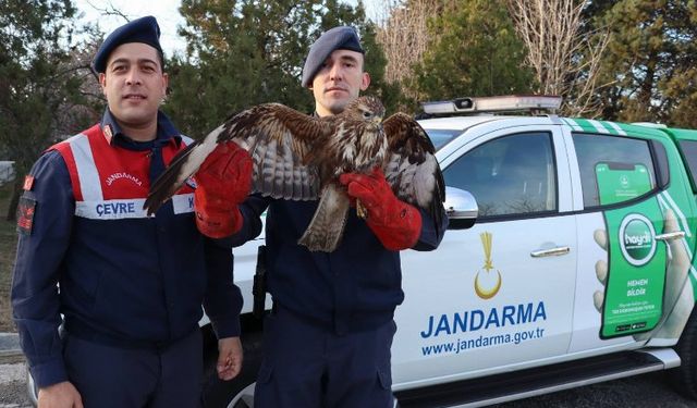 Meriç’te yaralı şahini kurtarma operasyonu